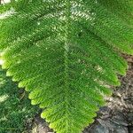 Araucaria nemorosa Hoja