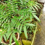 Angiopteris helferianaLeaf