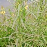 Linaria vulgaris Blad