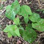 Caladium bicolor葉