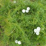 Calystegia macrostegia Tervik taim