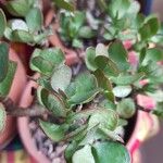 Crassula arborescensFolha