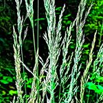 Calamagrostis varia Flower