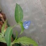 Commelina diffusa Flor