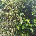 Ficus benjamina 叶