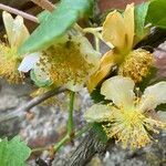 Actinidia deliciosa Blüte