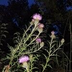 Cirsium discolor ফুল