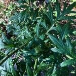 Artemisia verlotiorum Folio