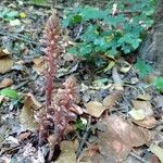 Orobanche hederae Flower