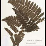 Cyathea cyatheoides Folla