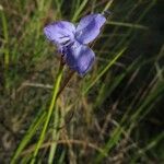 Abolboda poarchon Flower