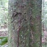 Licania parvifructa Cortiza