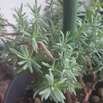 Lavandula angustifolia पत्ता