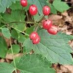 Actaea rubra Frucht