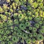 Sempervivum grandiflorum Hoja