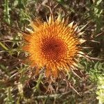 Carlina corymbosaফুল