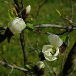 Magnolia kobus Virág