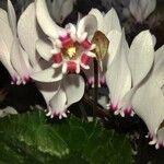 Cyclamen africanum Квітка
