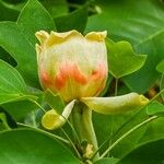 Liriodendron tulipifera Blüte