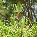 Pinus densiflora Alia