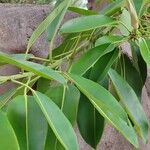 Ficus macrophylla Leaf