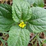 Synedrella nodiflora Цвят