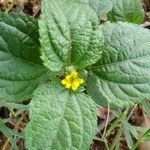 Synedrella nodiflora Blomma