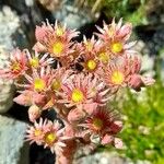 Sempervivum montanum Blomst