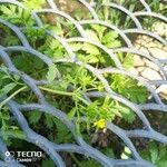 Potentilla tobolensis Leaf