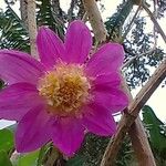 Dahlia tenuicaulis 花