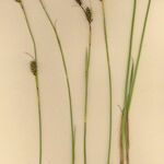 Carex hostiana आदत