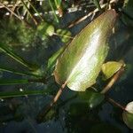 Ranunculus flammula Лист