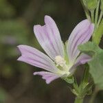 Malva multiflora പുഷ്പം