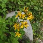 Hypericum hirsutumBlomst