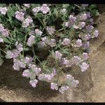 Phacelia ramosissima 形態