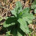 Teucrium scordium Elinympäristö