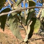 Cordia alliodora Levél