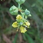 Ruta chalepensis Flor