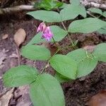 Lathyrus venetus Blad