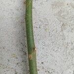 Celtis gomphophyllaBlatt