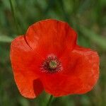 Papaver rhoeas Flor