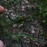 Carex pallescens Fruit