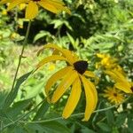 Rudbeckia subtomentosa Çiçek