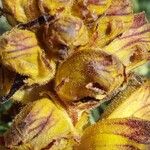 Orobanche gracilis Floro