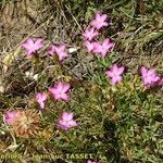 Dianthus subacaulis Habitus