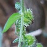 Hackelia virginiana Fruit