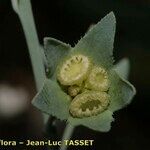 Omphalodes linifolia Fruit