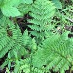 Dryopteris intermedia Hoja