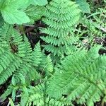 Dryopteris intermedia Yaprak