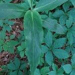 Commelina virginica Leaf